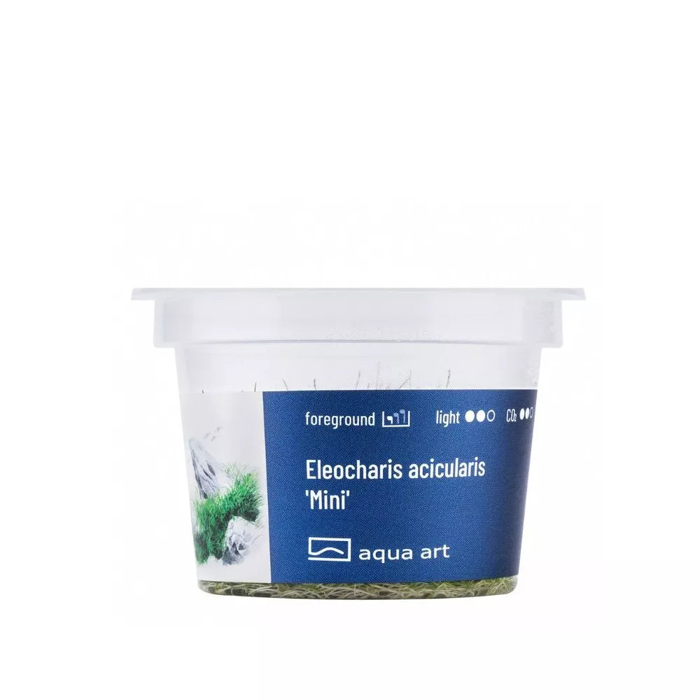 Akvariumo augalas Eleocharis acicularis Mini