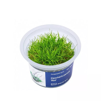 Akvariumo augalas Eleocharis parvula mini
