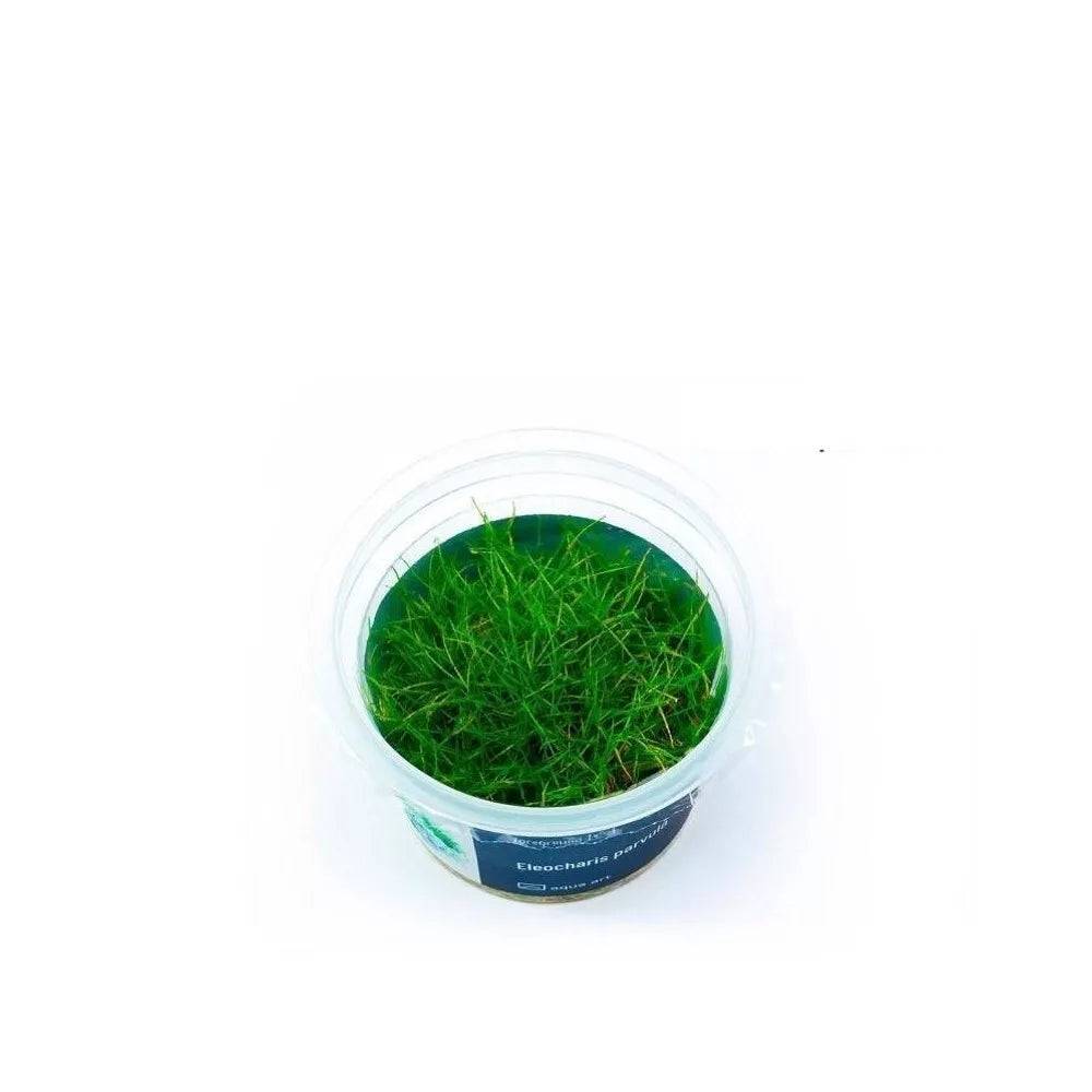 Akvariumo augalas Eleocharis parvula mini