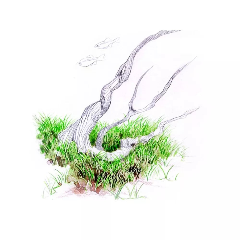 Akvariumo augalas Eleocharis parvula mini