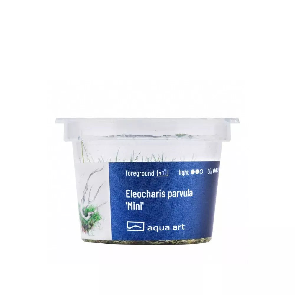 Akvariumo augalas Eleocharis parvula mini