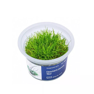 Akvariumo augalas Eleocharis parvula