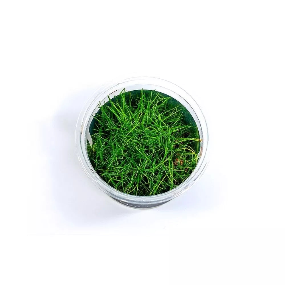 Akvariumo augalas Eleocharis parvula