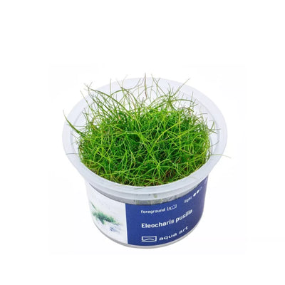 Akvariumo augalas Eleocharis pusilla
