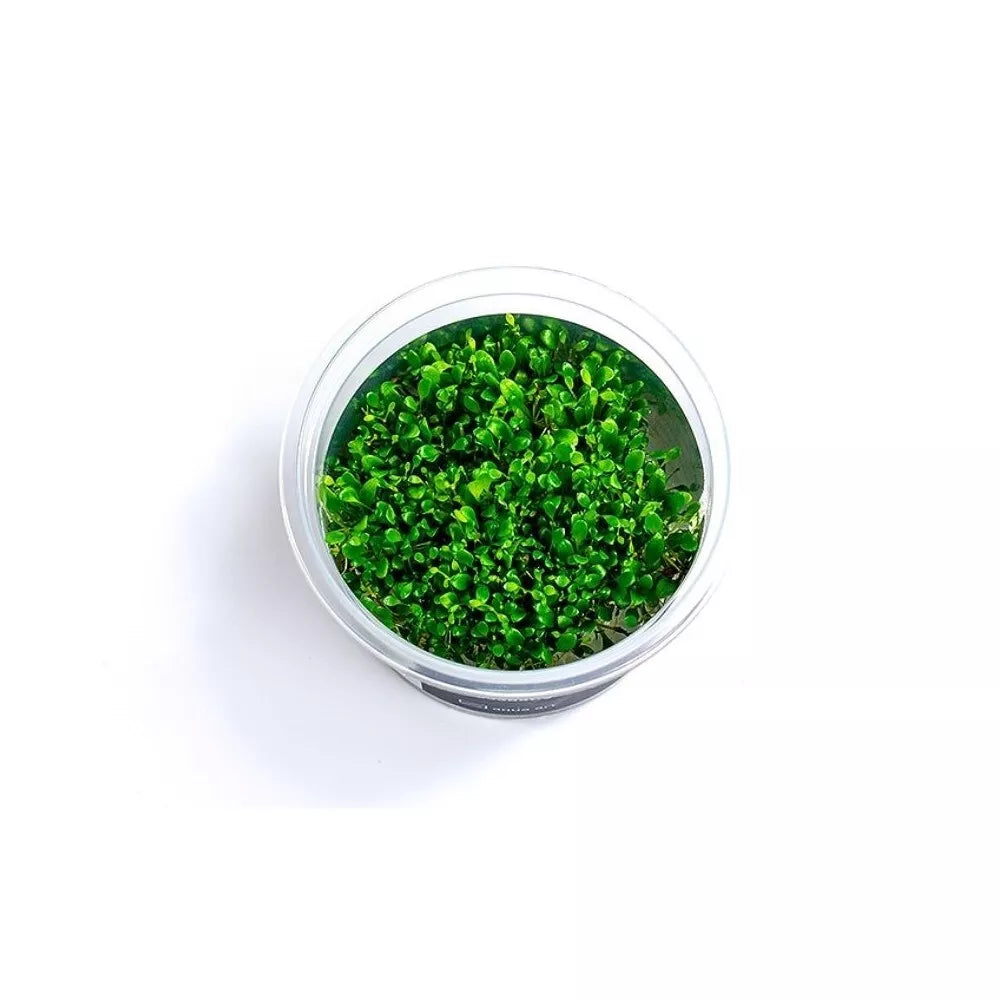 Akvariumo augalas Glossostigma elatinoides