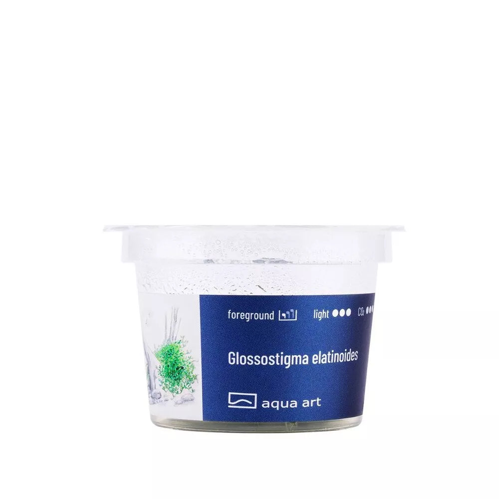 Akvariumo augalas Glossostigma elatinoides