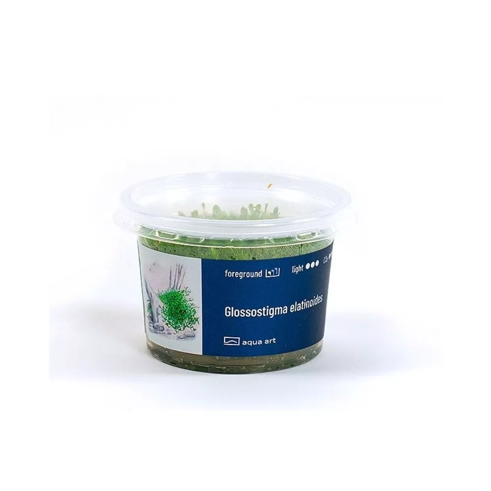Akvariumo augalas Glossostigma elatinoides