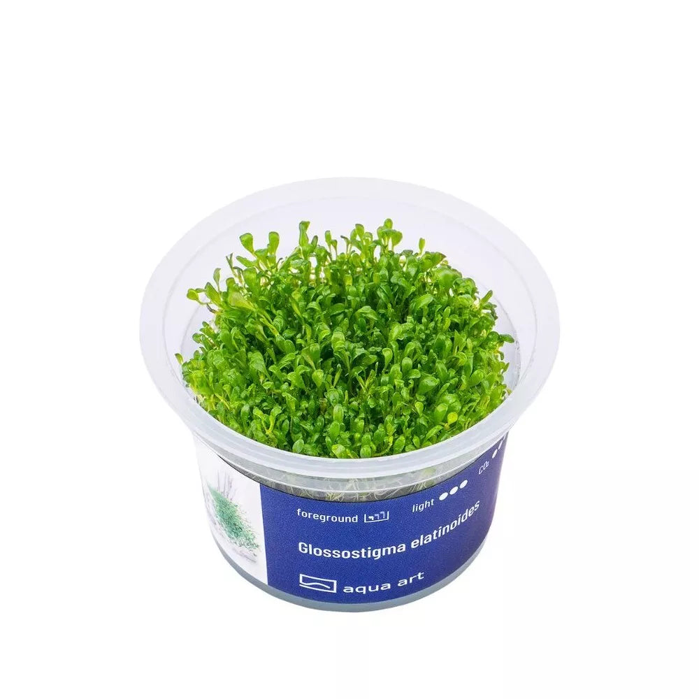 Akvariumo augalas Glossostigma elatinoides