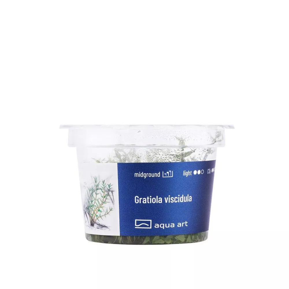 Akvariumo augalas Gratiola viscidula