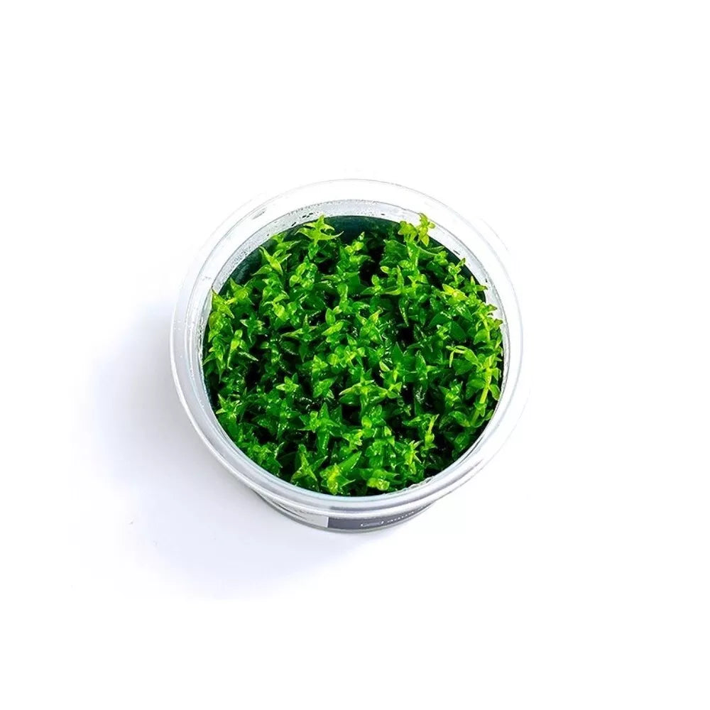 Akvariumo augalas Gratiola viscidula