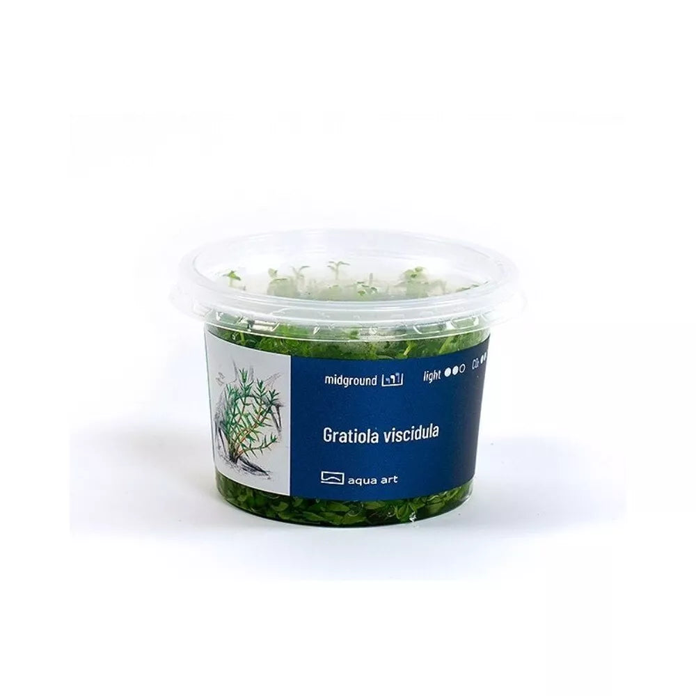 Akvariumo augalas Gratiola viscidula