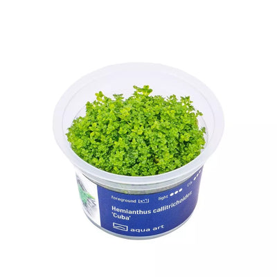 Akvariumo augalas Hemianthus callitrichoides Cuba