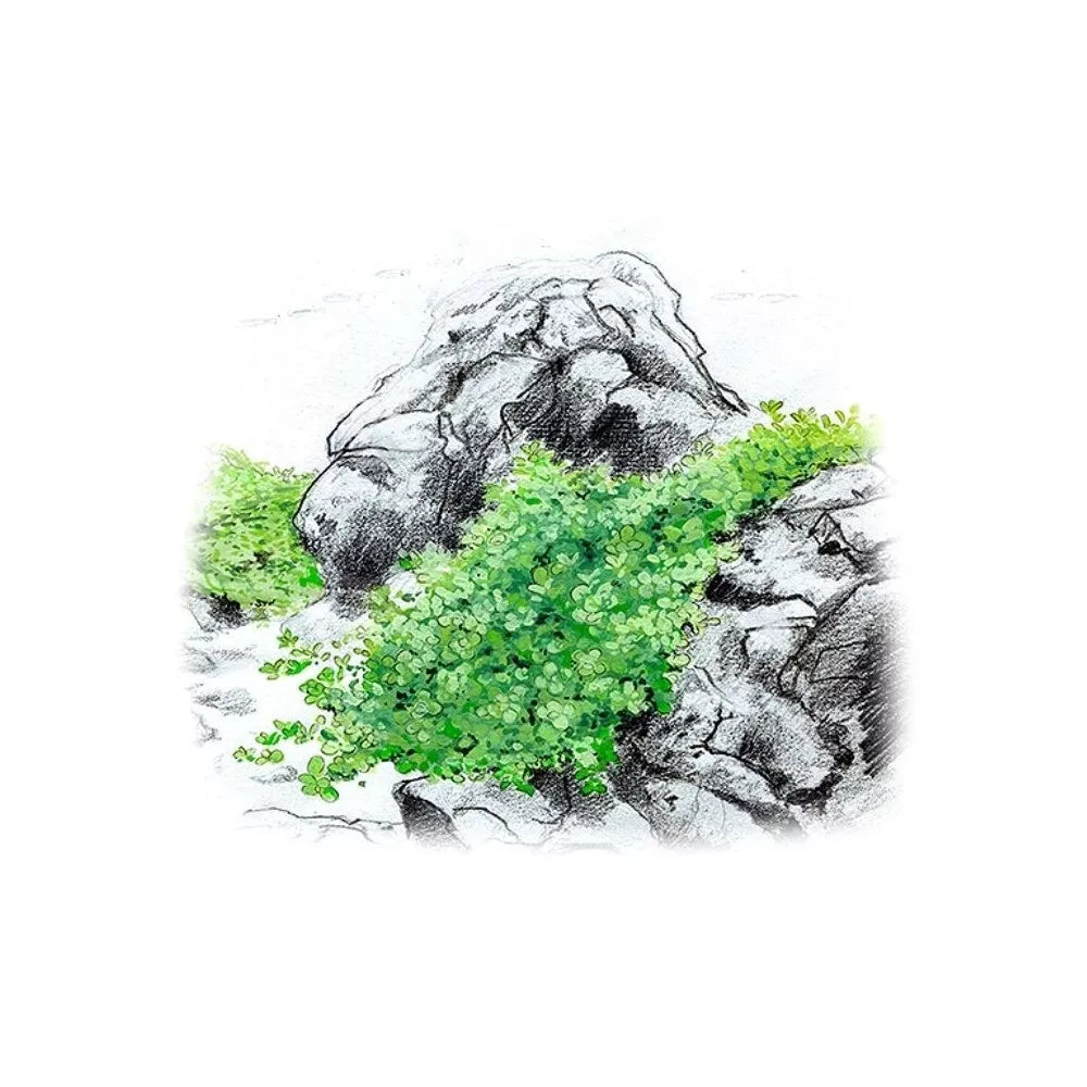 Akvariumo augalas Hemianthus callitrichoides Cuba