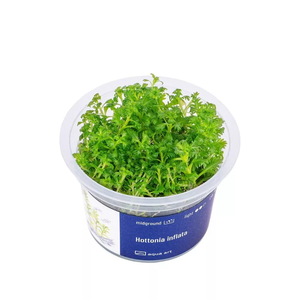 Akvariumo augalas Hottonia inflata