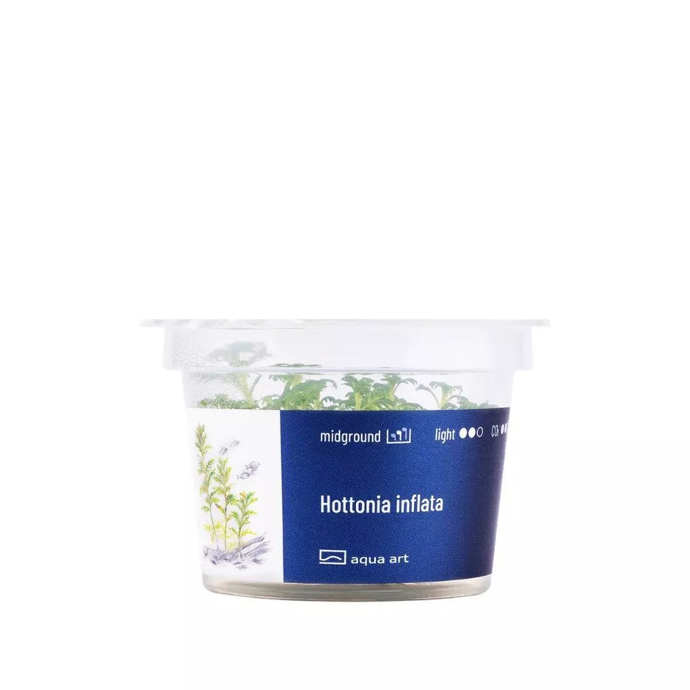 Akvariumo augalas Hottonia inflata