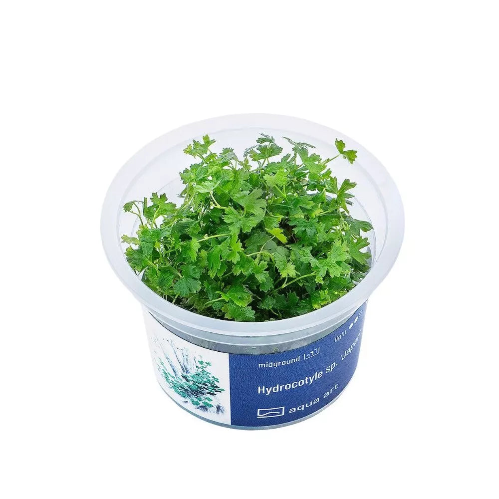 Akvariumo augalas Hydrocotyle sp. Japan