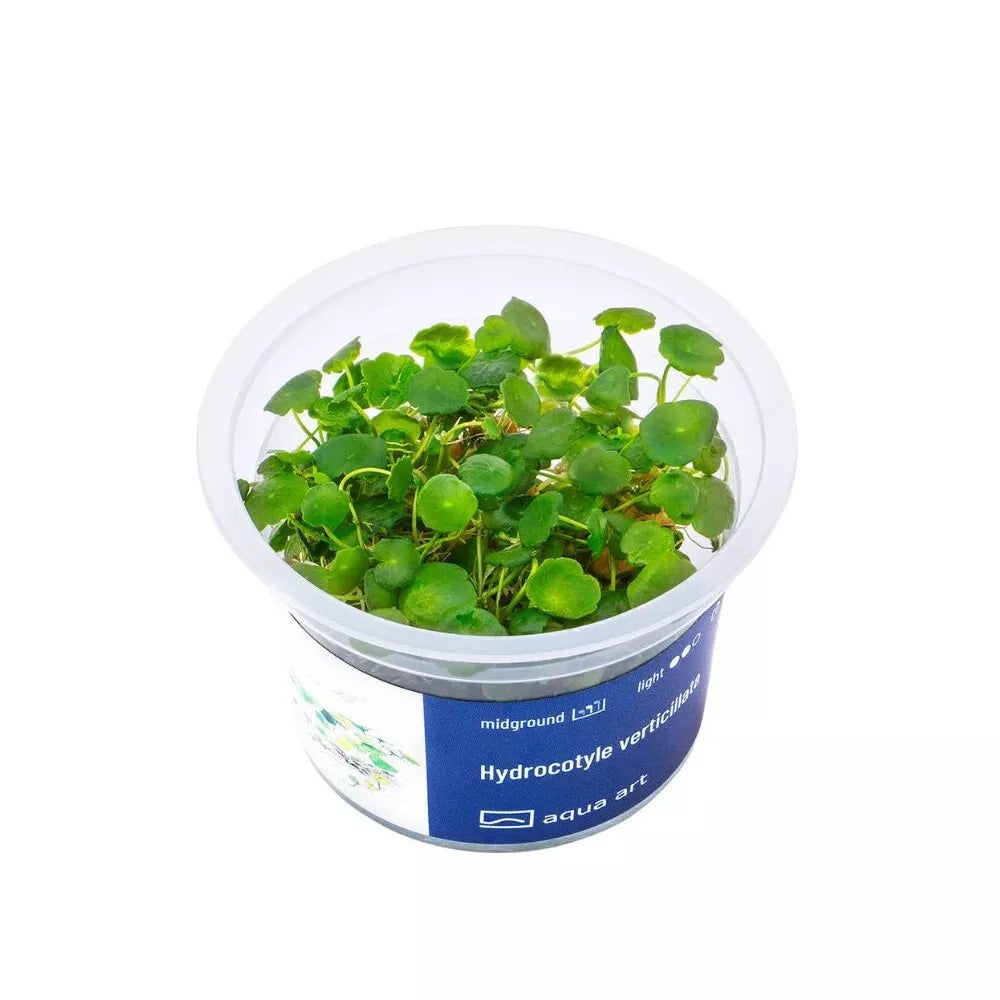 Akvariumo augalas Hydrocotyle verticillata