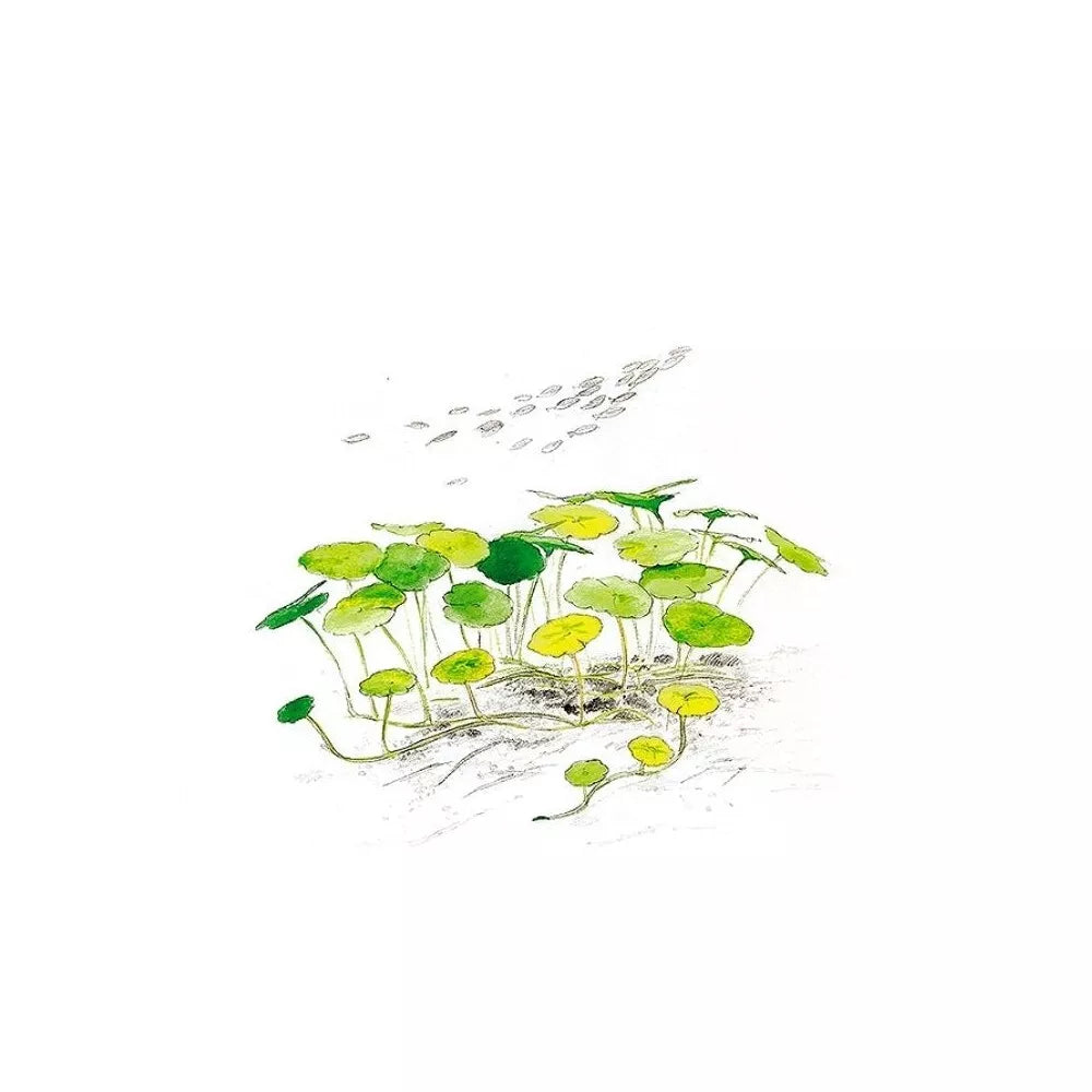 Akvariumo augalas Hydrocotyle verticillata