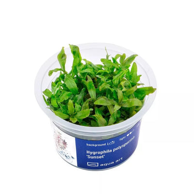 Akvariumo augalas Hygrophila polysperma Sunset