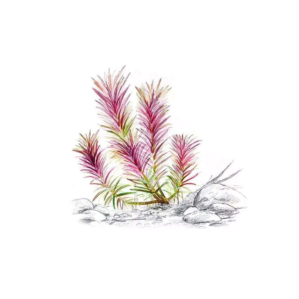 Akvariumo augalas Limnophila hippuridoides