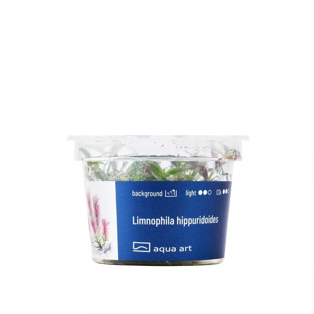 Akvariumo augalas Limnophila hippuridoides