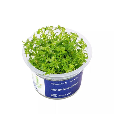 Akvariumo augalas Limnophila sessiliflora