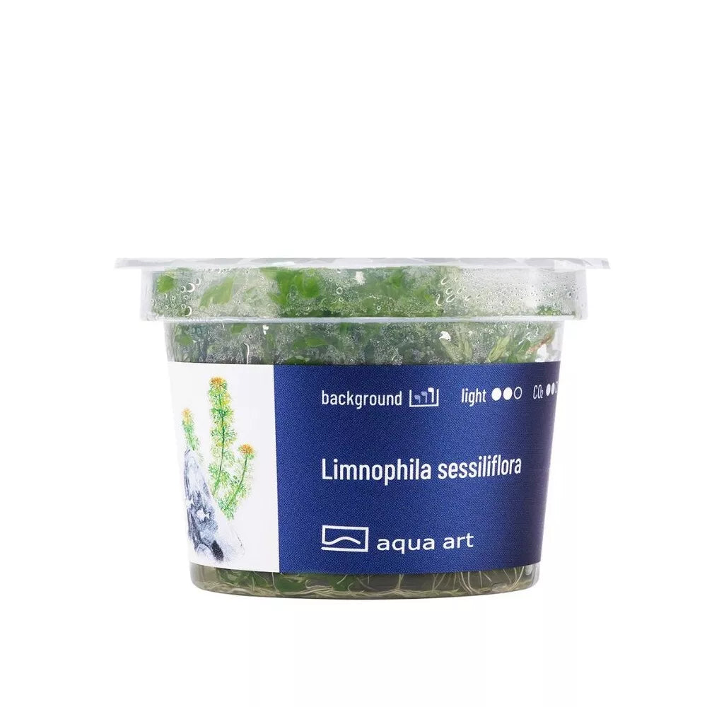 Akvariumo augalas Limnophila sessiliflora