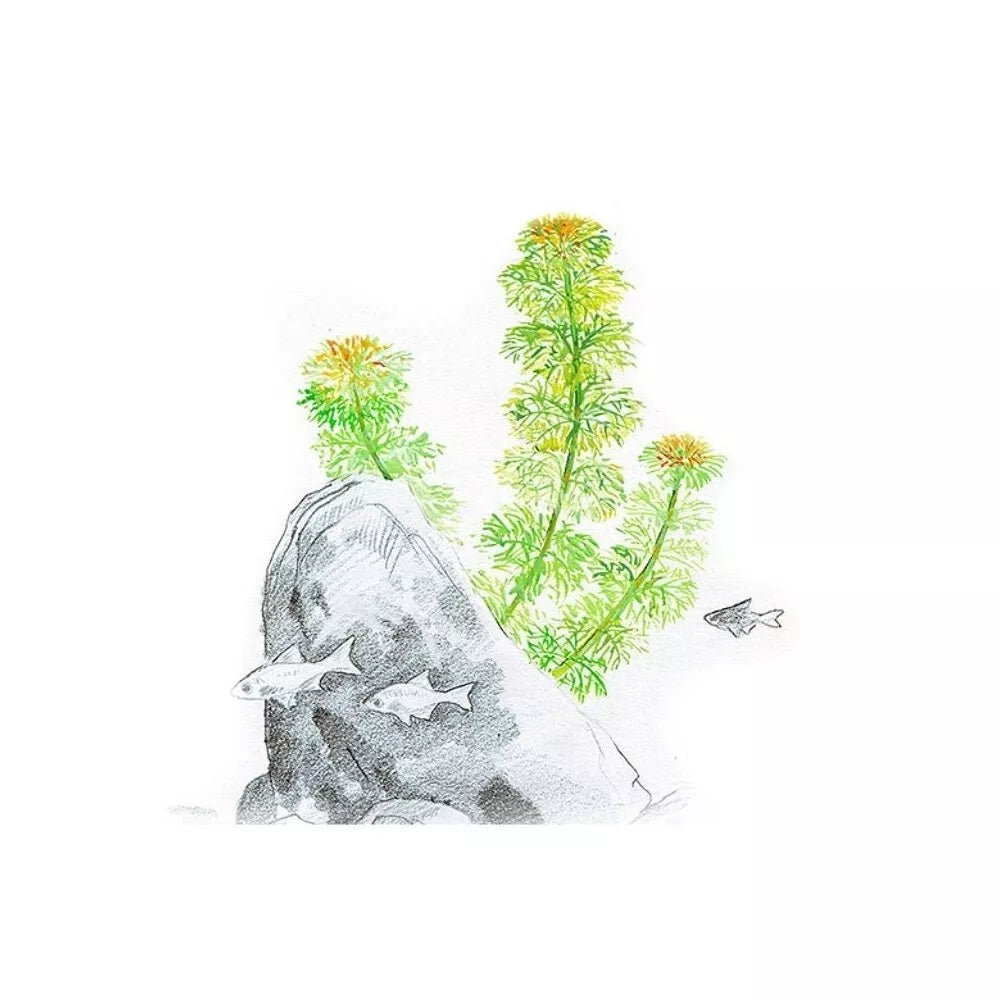 Akvariumo augalas Limnophila sessiliflora