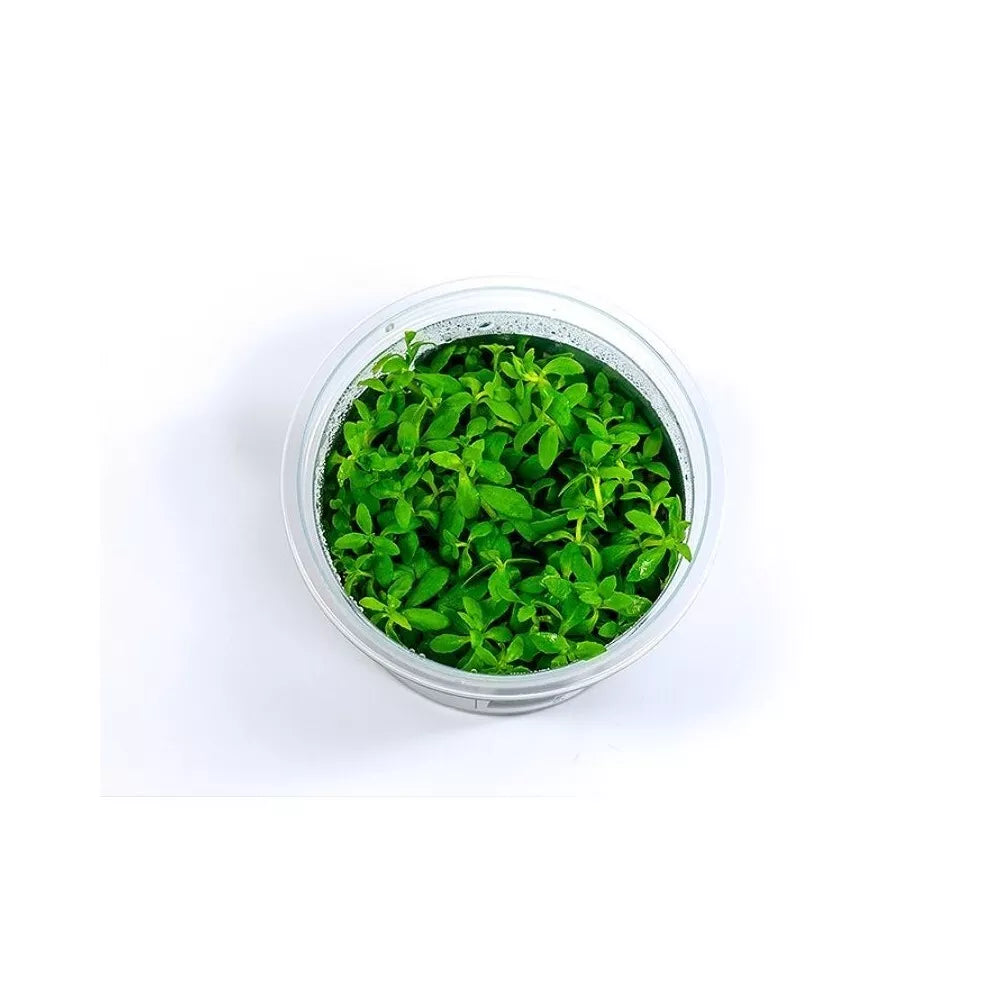 Akvariumo augalas Limnophila Vietnam