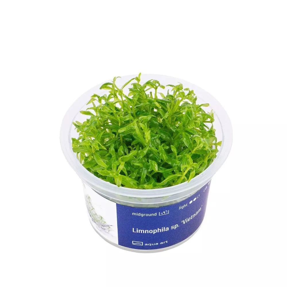Akvariumo augalas Limnophila Vietnam