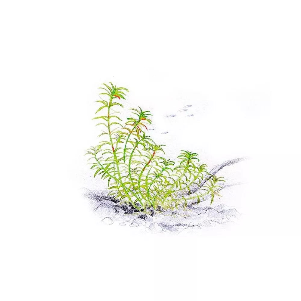 Akvariumo augalas Limnophila Vietnam