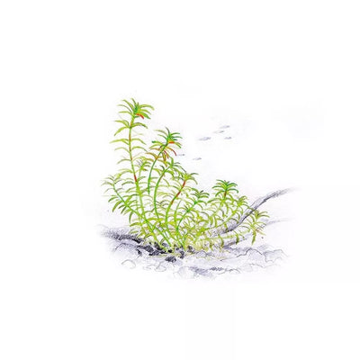 Akvariumo augalas Limnophila Vietnam