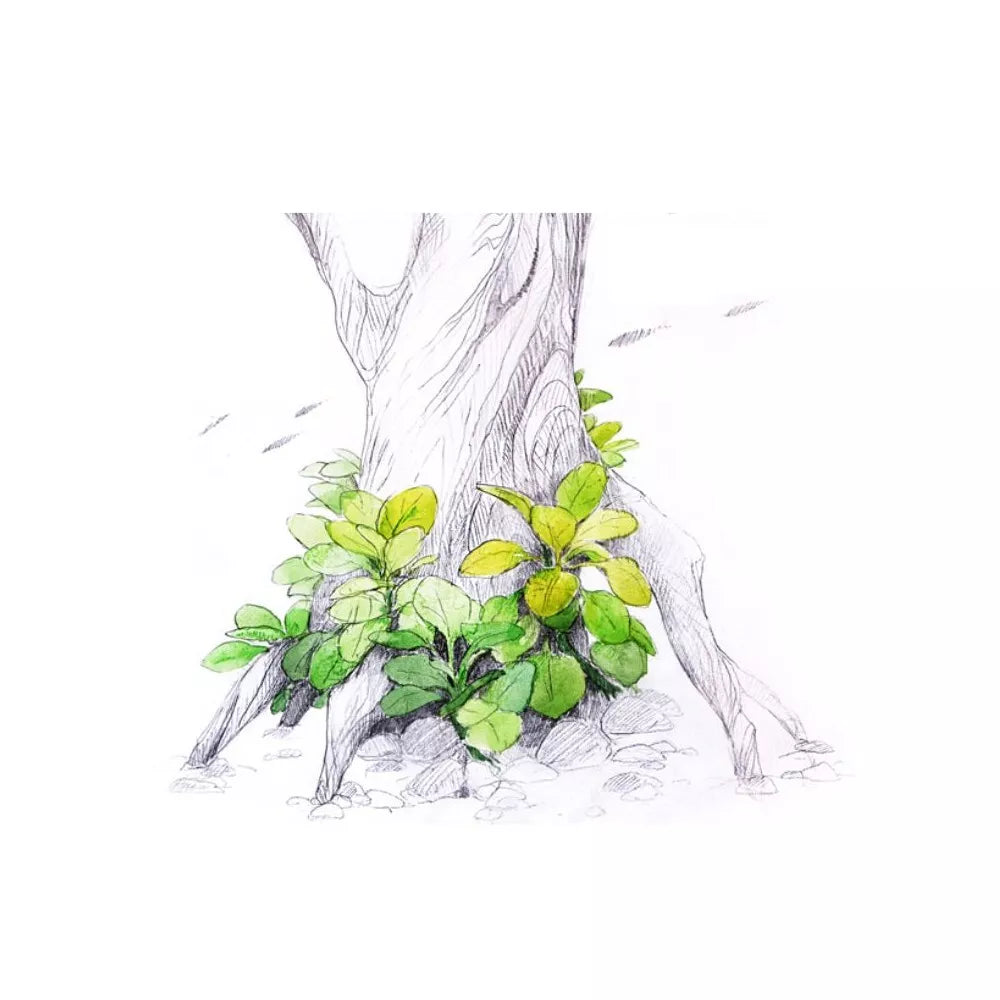 Akvariumo augalas Lobelia cardinalis Mini