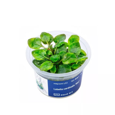Akvariumo augalas Lobelia cardinalis Mini