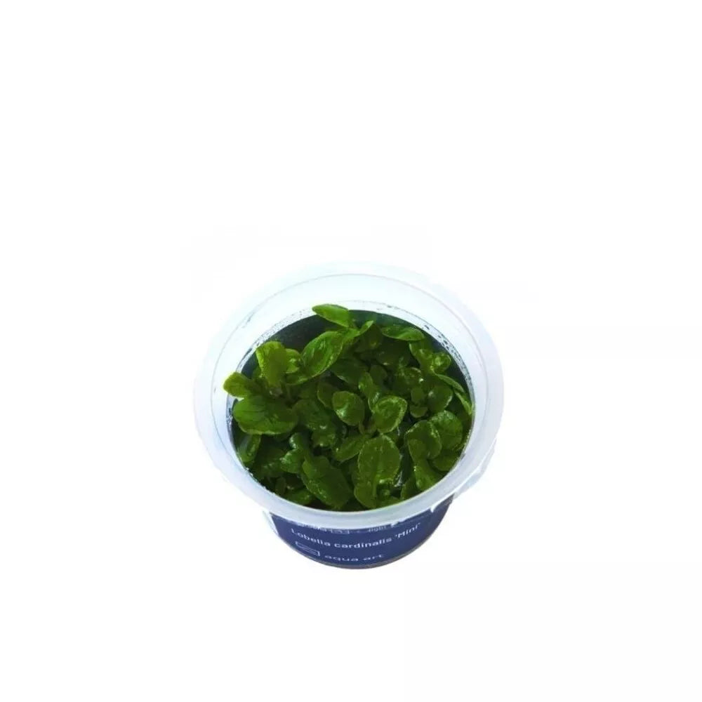 Akvariumo augalas Lobelia cardinalis Mini