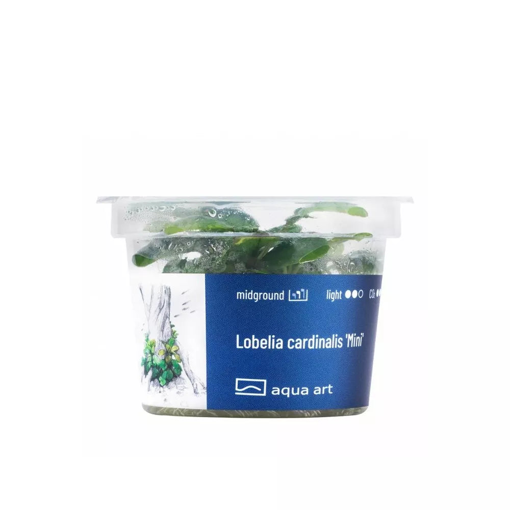 Akvariumo augalas Lobelia cardinalis Mini