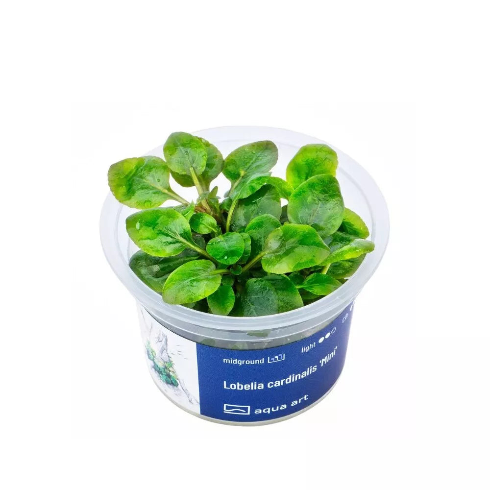 Akvariumo augalas Lobelia cardinalis