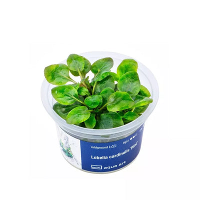 Akvariumo augalas Lobelia cardinalis