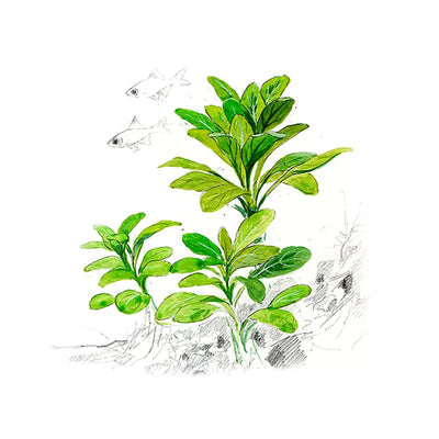 Akvariumo augalas Lobelia cardinalis