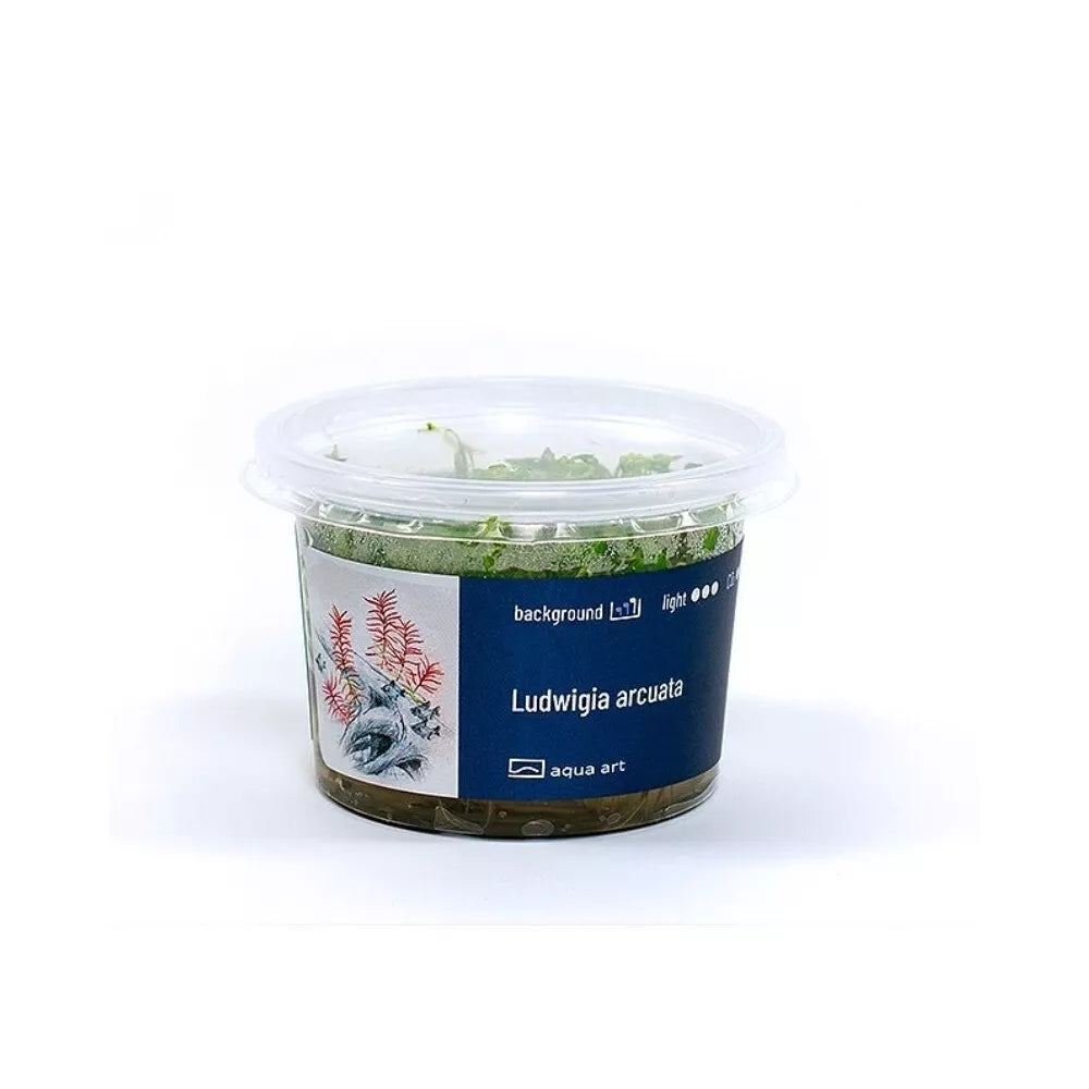 Akvariumo augalas Ludwigia arcuata