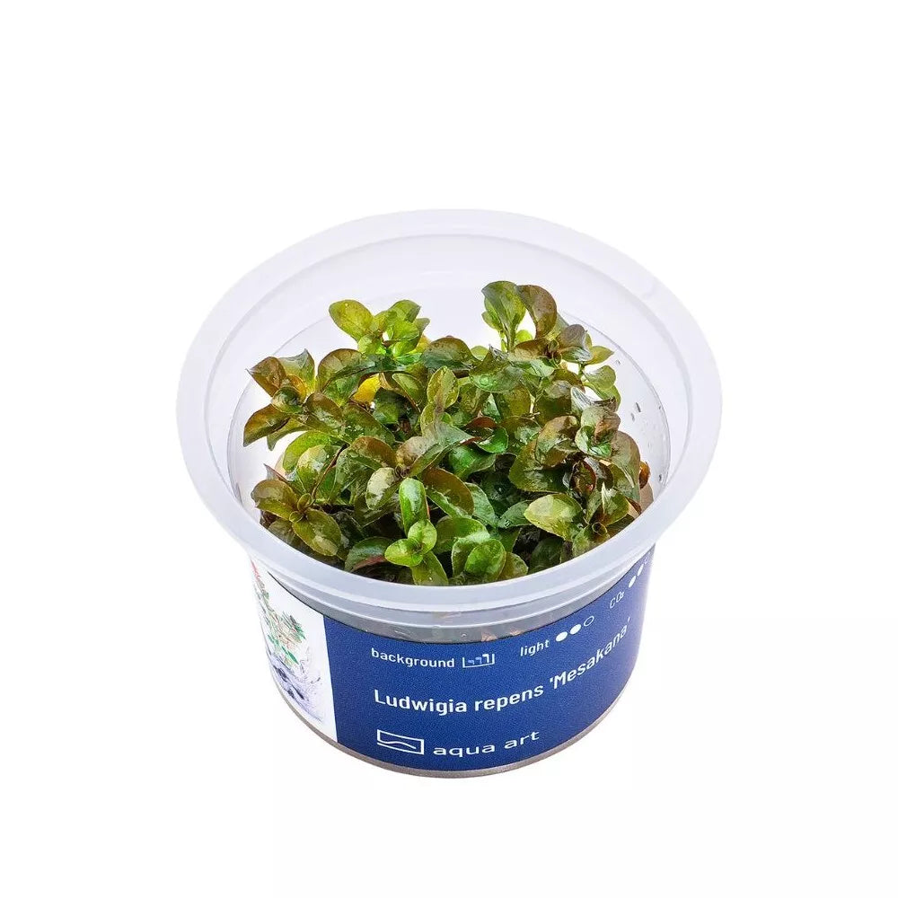 Akvariumo augalas Ludwigia repens Mesakana