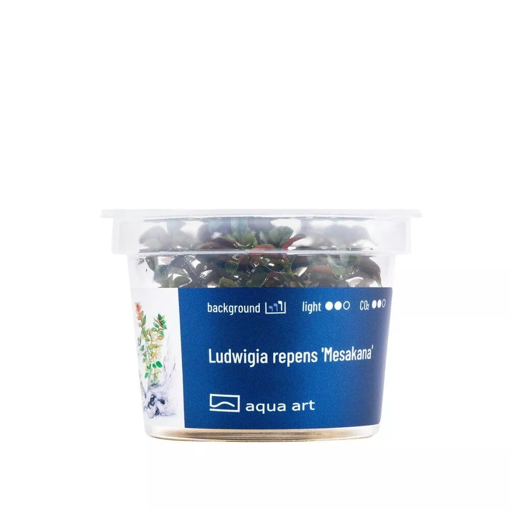 Akvariumo augalas Ludwigia repens Mesakana