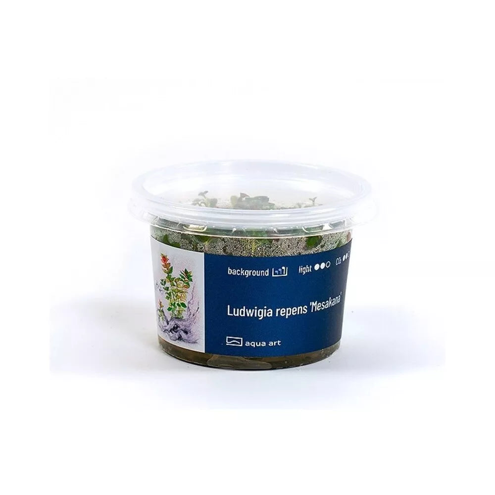 Akvariumo augalas Ludwigia repens Mesakana