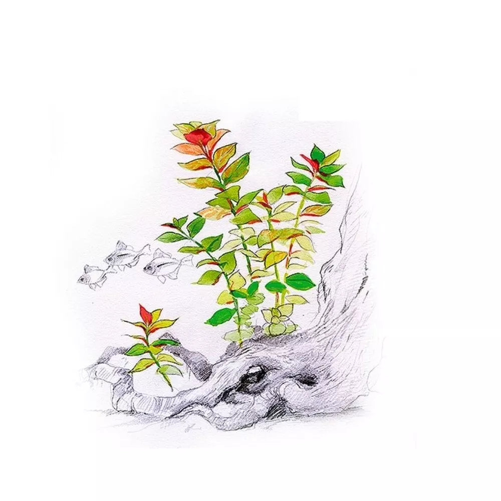 Akvariumo augalas Ludwigia repens Mesakana