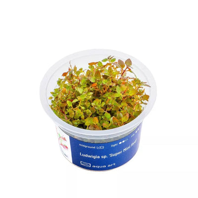 Akvariumo augalas Ludwigia sp. Super Mini Red