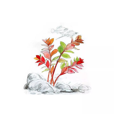 Akvariumo augalas Ludwigia sp. Super Mini Red