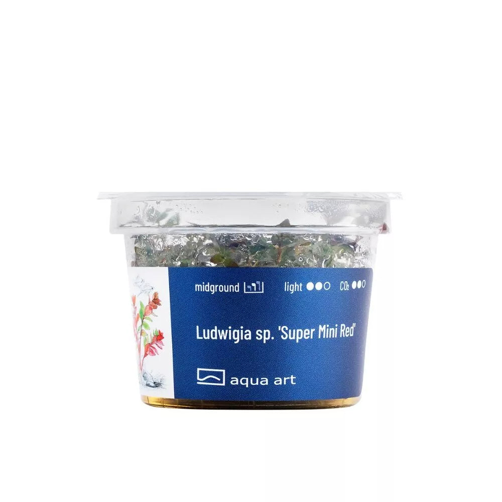 Akvariumo augalas Ludwigia sp. Super Mini Red