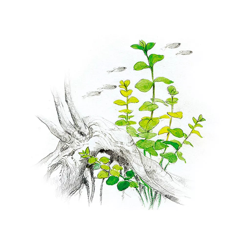 Akvariumo augalas Lysimachia nummularia