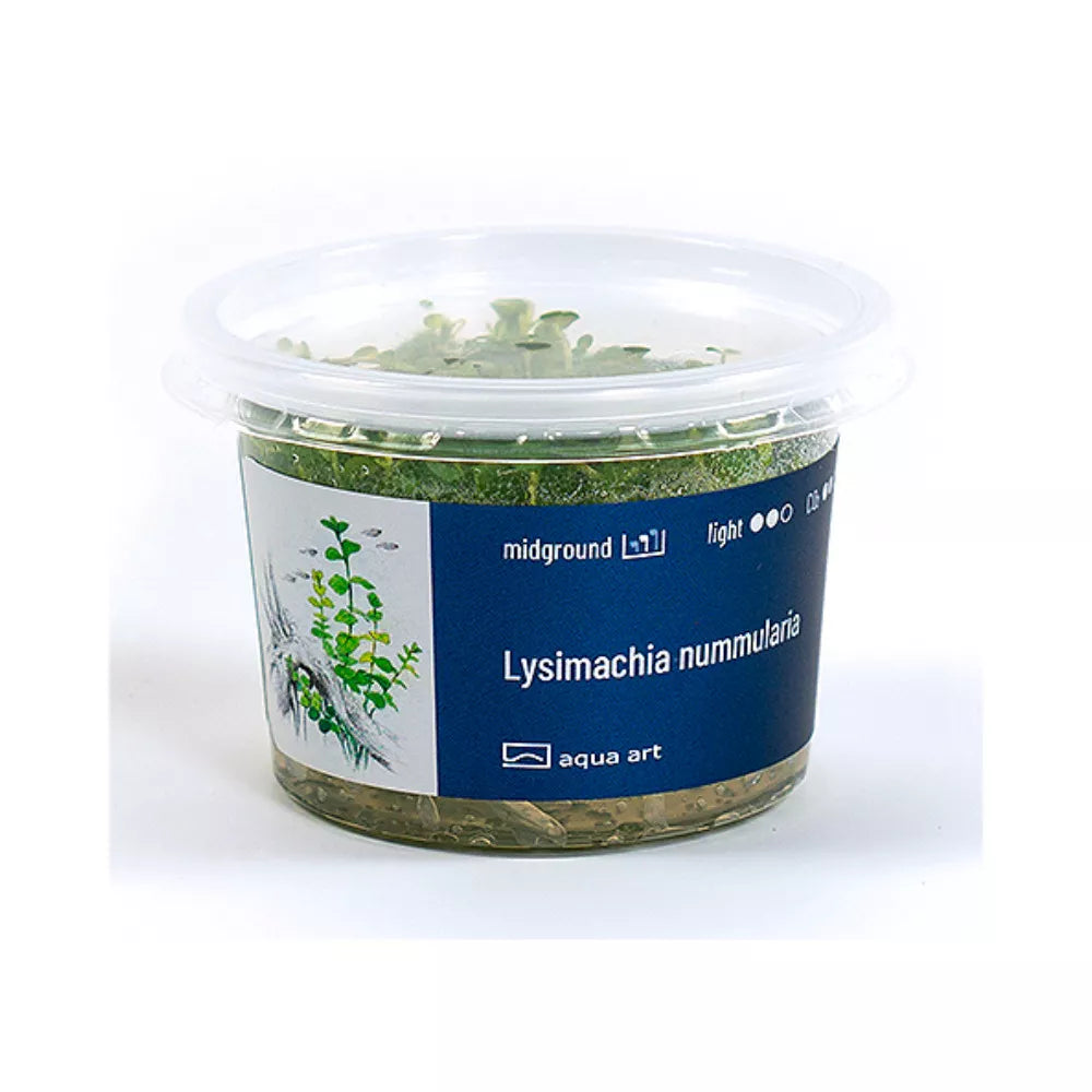 Akvariumo augalas Lysimachia nummularia