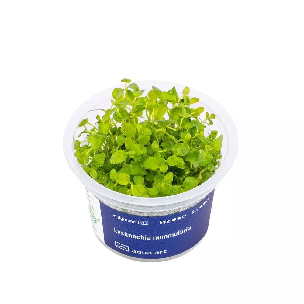 Akvariumo augalas Lysimachia nummularia